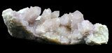 Cactus Quartz (Amethyst) Cluster - South Africa #38998-3